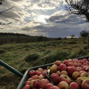 Apfelsäft (naturtrüb) – Bild 3